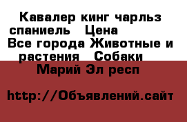 Кавалер кинг чарльз спаниель › Цена ­ 40 000 - Все города Животные и растения » Собаки   . Марий Эл респ.